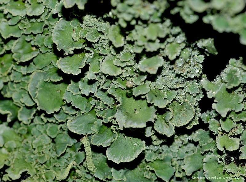 Squamole di Cladonia sp.